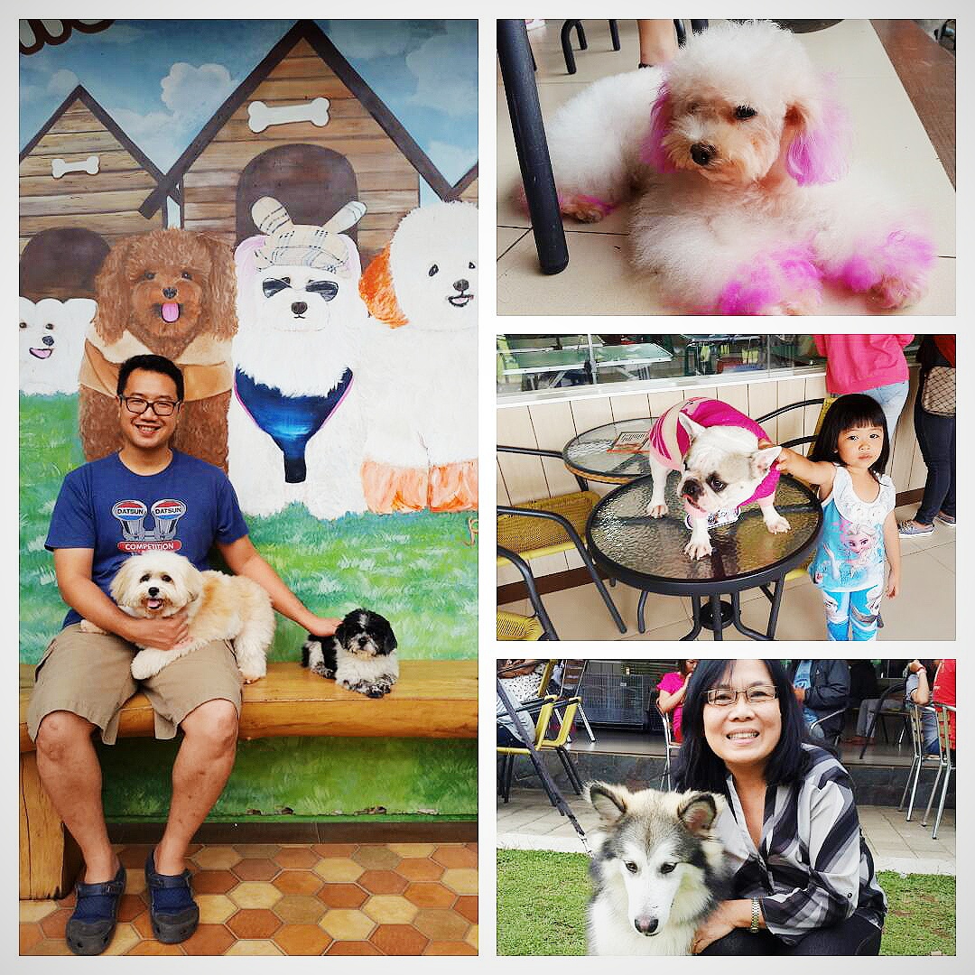 Fun Time at Rumah Guguk – Happy Dogs Diary